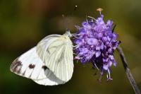 Pieris napi