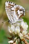 Cacyreus marshalli