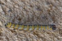 Phalera bucephala
