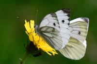 Pieris napi