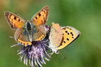 Lycaena phlaeas