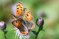 Lycaena phlaeas