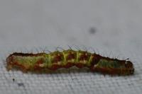 Asthena albulata