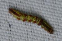Asthena albulata