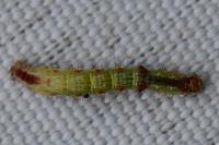 Asthena albulata
