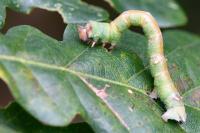 Biston betularia