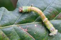 Biston betularia