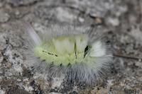 Calliteara pudibunda