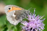 Coenonympha pamphilus
