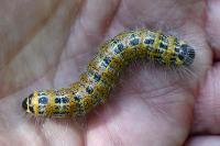 Phalera bucephala