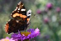 Vanessa atalanta