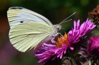 Pieris rapae