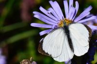 Pieris brassicae