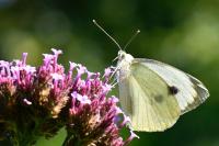 Pieris brassicae