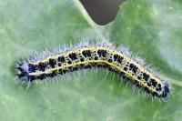 Pieris brassicae