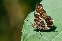 Araschnia levana