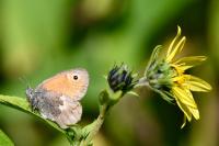 Coenonympha pamphilus