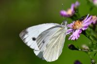 Pieris napi
