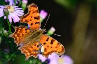 Polygonia c-album