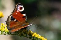 Aglais io