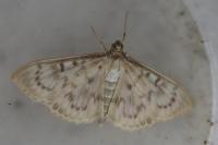 Patania ruralis