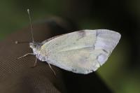Pieris brassicae