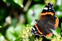 Vanessa atalanta