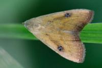 Rivula sericealis