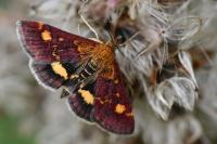Pyrausta aurata