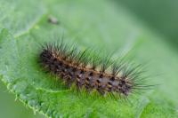 Phragmatobia fuliginosa