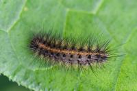 Phragmatobia fuliginosa