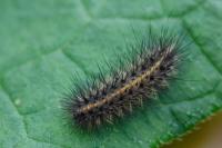 Phragmatobia fuliginosa