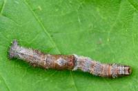 Opisthograptis luteolata