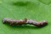 Opisthograptis luteolata