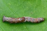 Opisthograptis luteolata