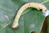 Biston betularia