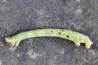 Biston betularia