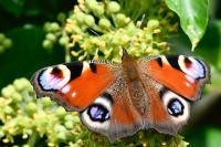 Aglais io