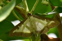 Cydalima perspectalis