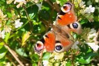 Aglais io