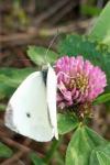 Pieris rapae