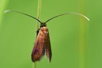 Cauchas rufimitrella