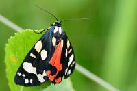 Callimorpha dominula