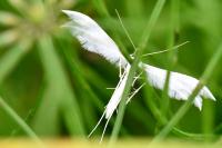 Pterophorus pentadactylus