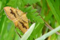 Camptogramma bilineata