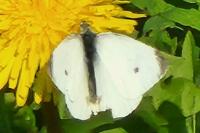 Pieris rapae
