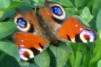 Aglais io