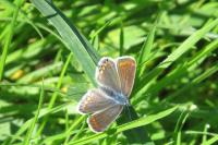 Polyommatus icarus