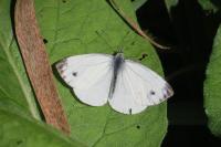Pieris napi