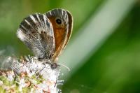Coenonympha pamphilus